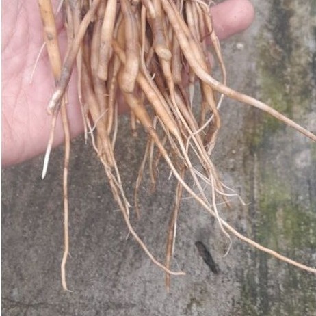 Củ sâm đất tươi 1kg hay còn gọi sâm nổ, sâm tanh tách tươi rửa sạch đất