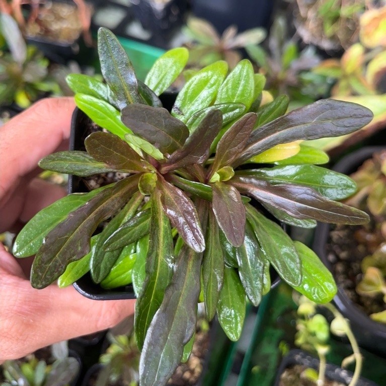 Ajuga reptans 'Valfredda'
