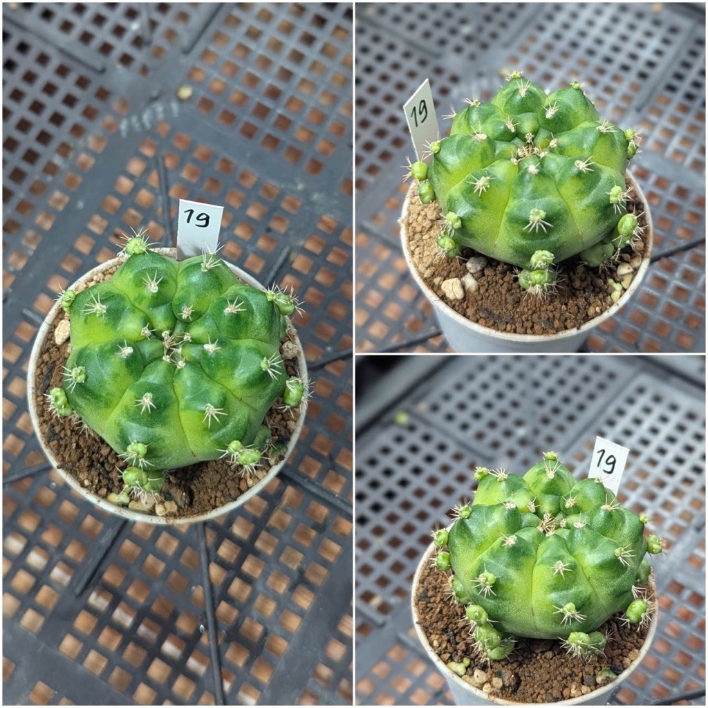 XƯƠNG RỒNG GREEN MABLE (BẺ CON)