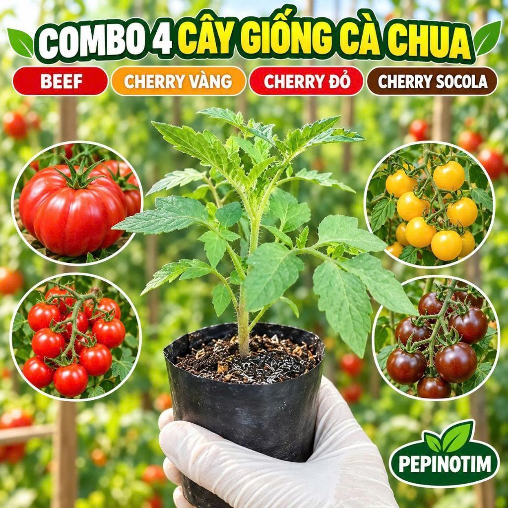 Combo 4 Cây Giống Cà Chua Beef + Cherry Vàng + Cherry Đỏ + Cherry Socola – Ăn Ngọt, Dễ Trồng