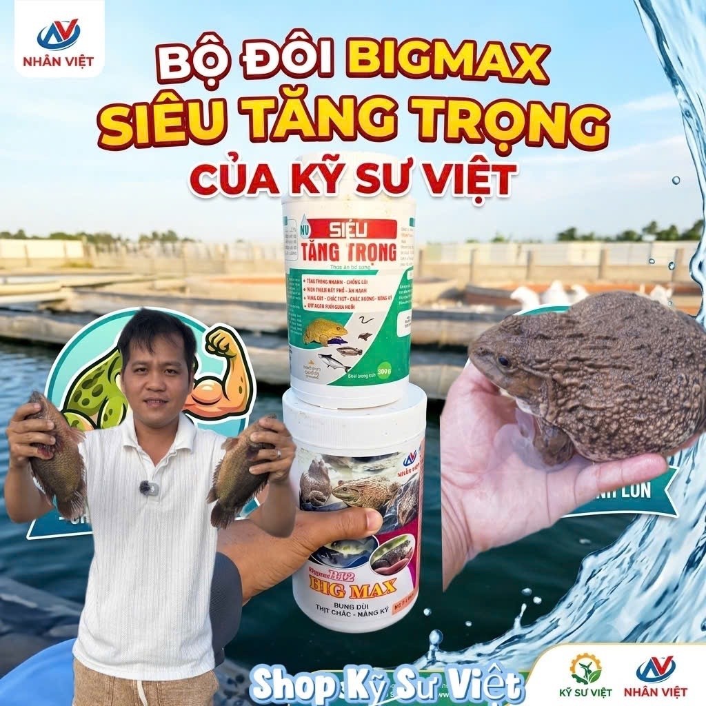 Cặp đôi Bigmax + Siêu tăng trọng giúp cá ếch bung đùi chắc thịt, nặng ký mập ú nhanh thu hoạch