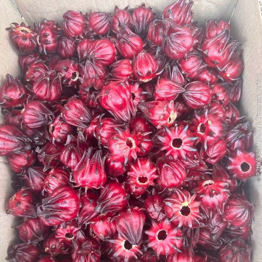 🌺 1 KG HOA ATISÔ ĐỎ (BỤP GIẤM) TƯƠI ĐÃ TÁCH HẠT SẠCH SẼ 🌺