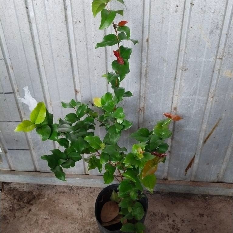 chery surinam ( chery nam mỹ,chery khía)