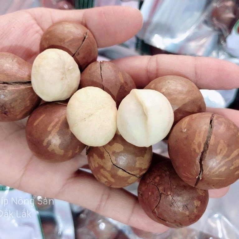 [ẢNH THẬT] 500Gr - 1KG Hạt Macca Đắk Lắk (Lô Mới) Sấy Nứt Vỏ Size ĐẠI Tặng Kèm Khui Hạt (Lon Pét & T
