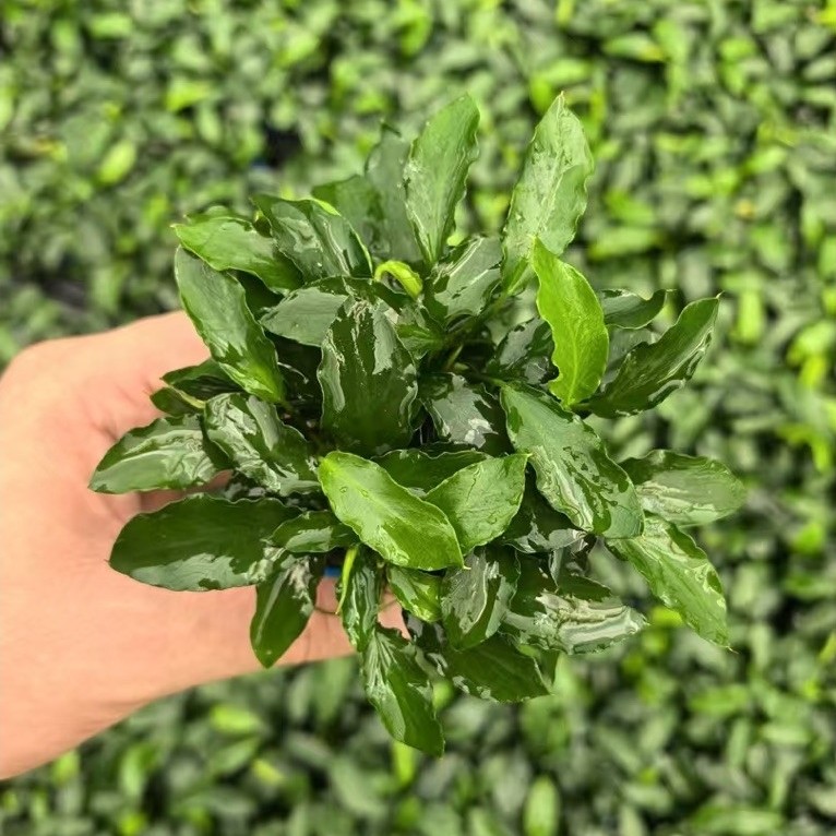 Ráy nana Kirin APC - Anubias Kirin APC