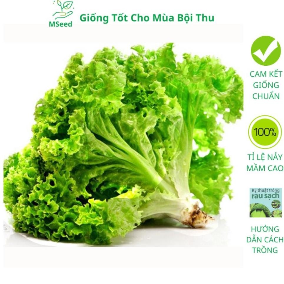 Hạt Giống Rau Xà Lách Xoăn Xanh – Lá Giòn Ngọt – Nảy Mầm Cao – Dễ Trồng