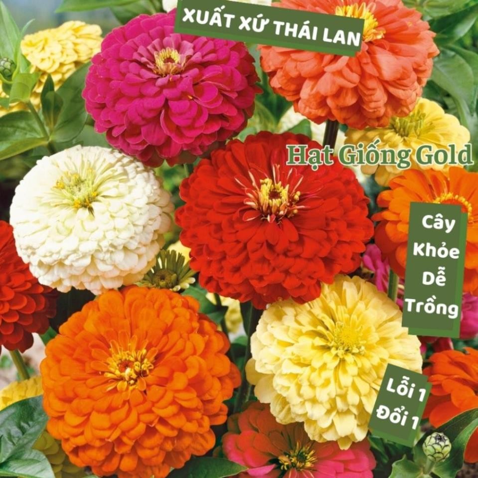 300 Hạt Giống Hoa Cúc Lá Nhám Thái Lan – Bông To Cánh Kép Mix Nhiều Màu – Dễ Trồng, Nảy Mầm Cao