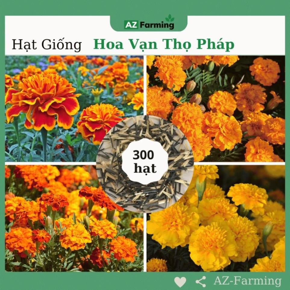 Hạt Giống Hoa Vạn Thọ Pháp Ban Mai – Gói 300 Hạt – F1 Nảy Mầm Cao – Hoa Sai, Đẹp Rực Rỡ – Trồng Tết, Trồng Chậu