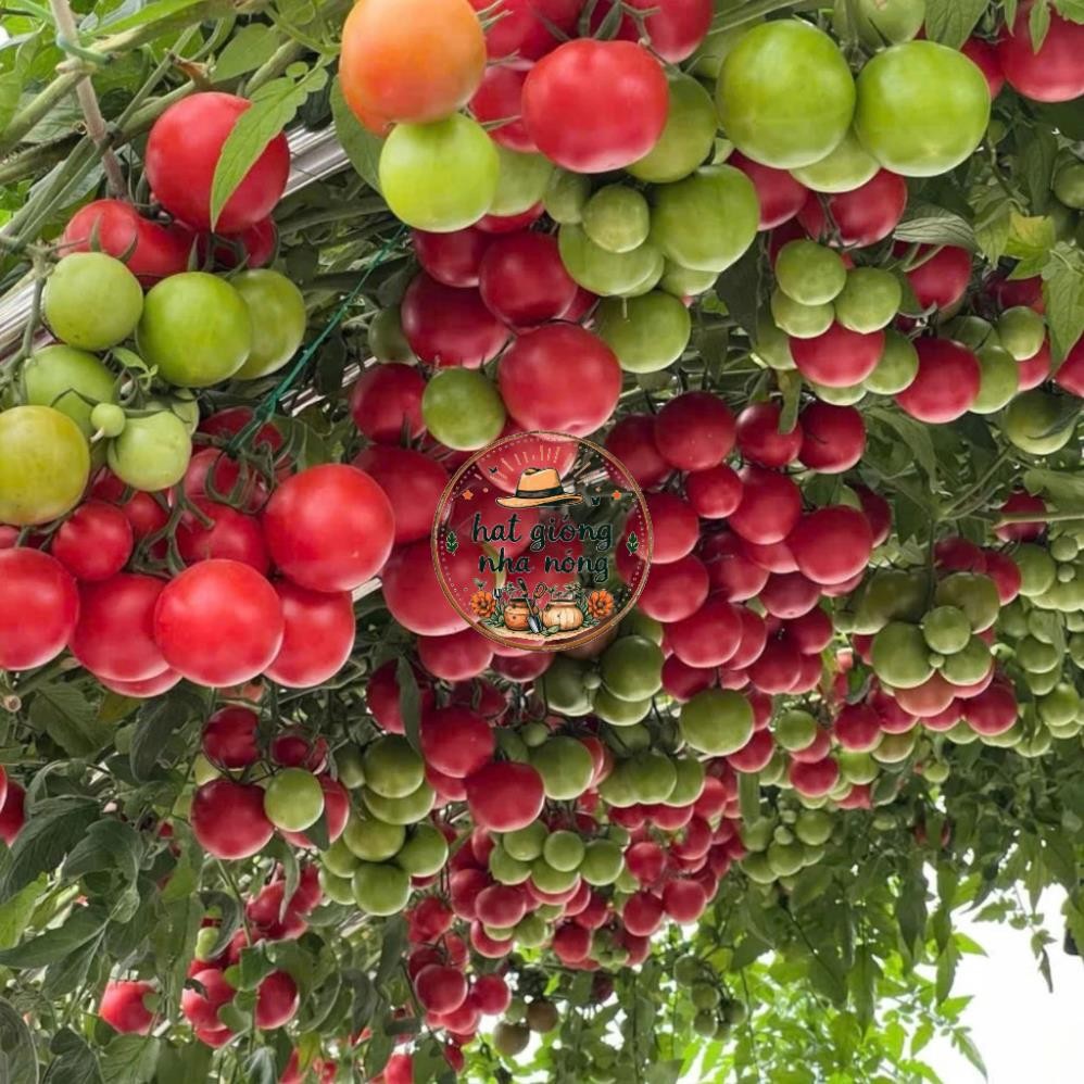 Hạt Giống Cà Chua Bạch Tuộc (Cà Chua Leo Giàn )– Thu Hoạch Kéo Dài – Dễ Trồng – Nảy Mầm Mạnh