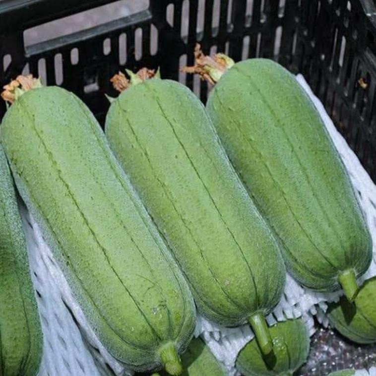 Hạt Giống Mướp Hương Béo | Quả To, Thơm Ngon, Năng Suất Cao