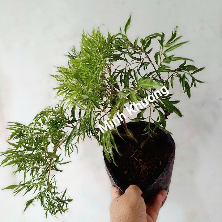 Chậu đinh lăng lá nếp, đọt non chấm thịt cá,ngủ ngon -Bối Bối Farm