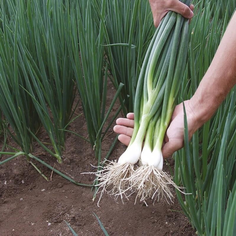 500 Hạt Giống Hành Lá Cao Sản – Dễ Trồng, Nảy Mầm Khỏe, Thu Hoạch Liên Tục
