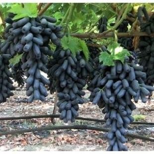 Hạt Giống Nho Ngón Tay – Nho Dài Không Hạt, Năng Suất Cao, Quả Đẹp Lạ