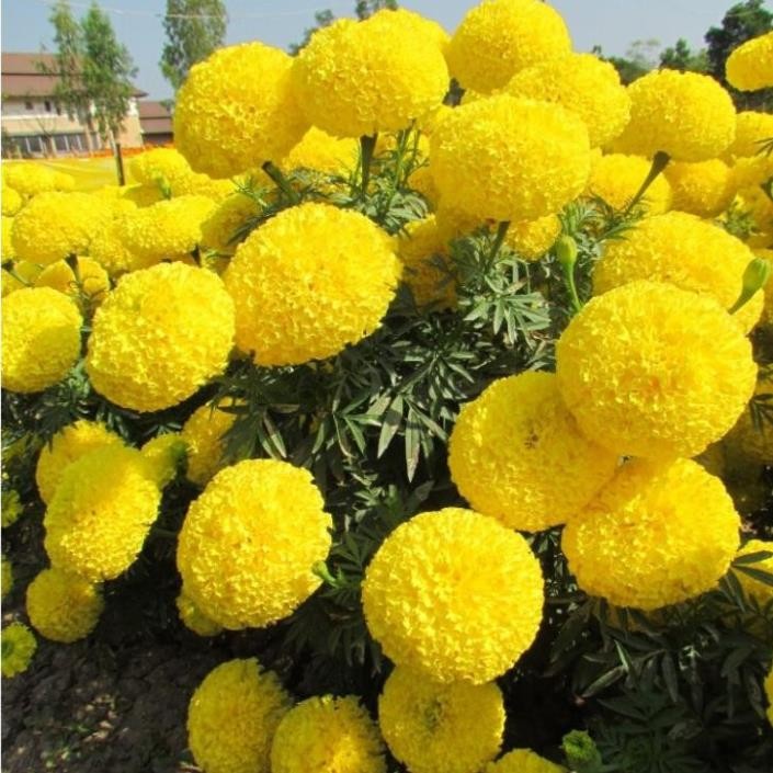 Hạt giống hoa vạn thọ lùn f1 vàng chanh gói 100 hạt