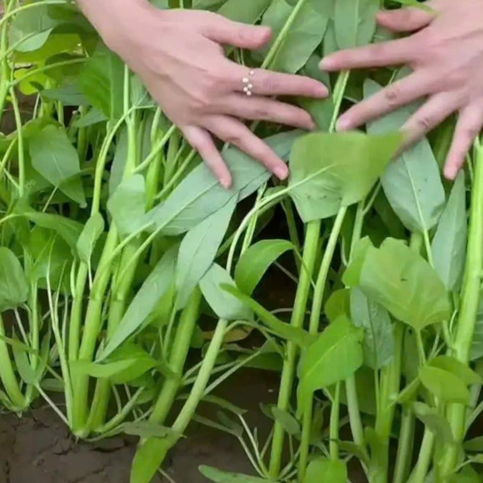 100 HẠT GIỐNG RAU MUỐNG BA CHẠC NHẬP KHẨU – NGỌN GIÒN, DỄ TRỒNG, NĂNG SUẤT CAO