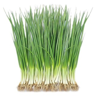 Hạt Giống Hành Hoa Hà Bắc – Lá Xanh Mướt, Thơm Ngon, Thu Hoạch Quanh Năm