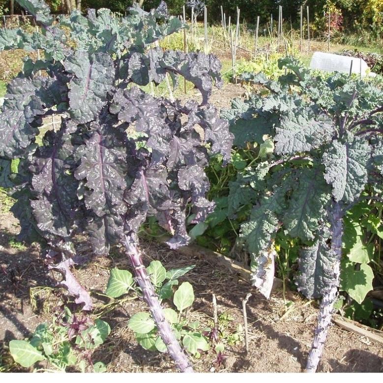 50H - Hạt giống Kale Winter Rainbow F1 (kale cầu vồng) Nk Mỹ nảy mầm 100%