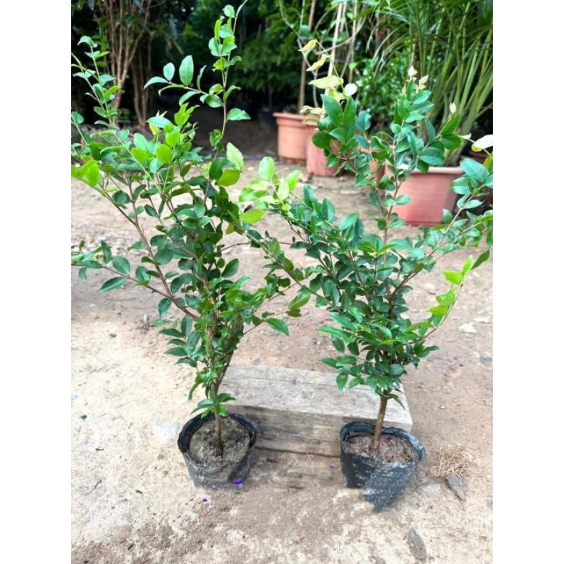 Cây giống nho thân gỗ tứ quý 12 vụ