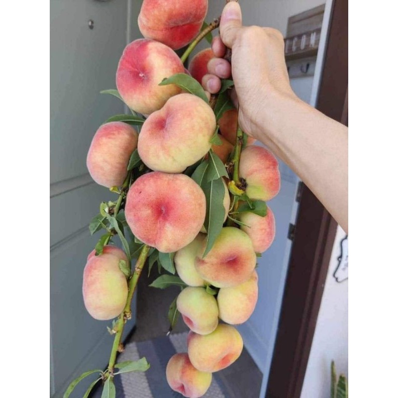 Cây giống đào đỏ dẹt ( đào donut peach)