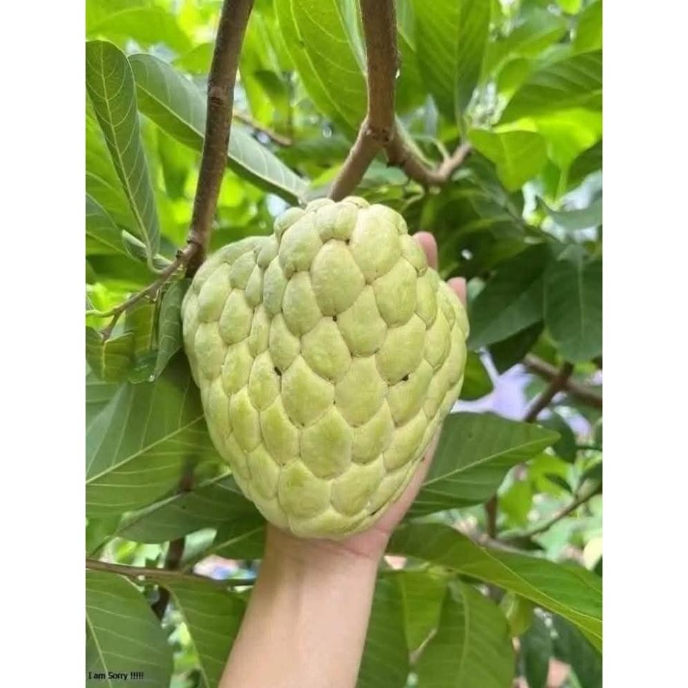 Cây giống na nữ hoàng ( na khổng lồ)