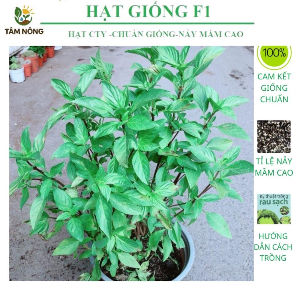 Hạt giống rau húng quế (húng chó) dễ trồng kháng sâu bệnh - TANO