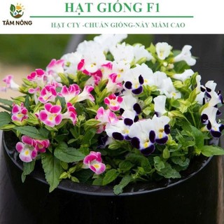 Hạt Giống Hoa Mắt Nai Nhiều Màu – Dễ Trồng, Rực Rỡ, Trang Trí Đẹp