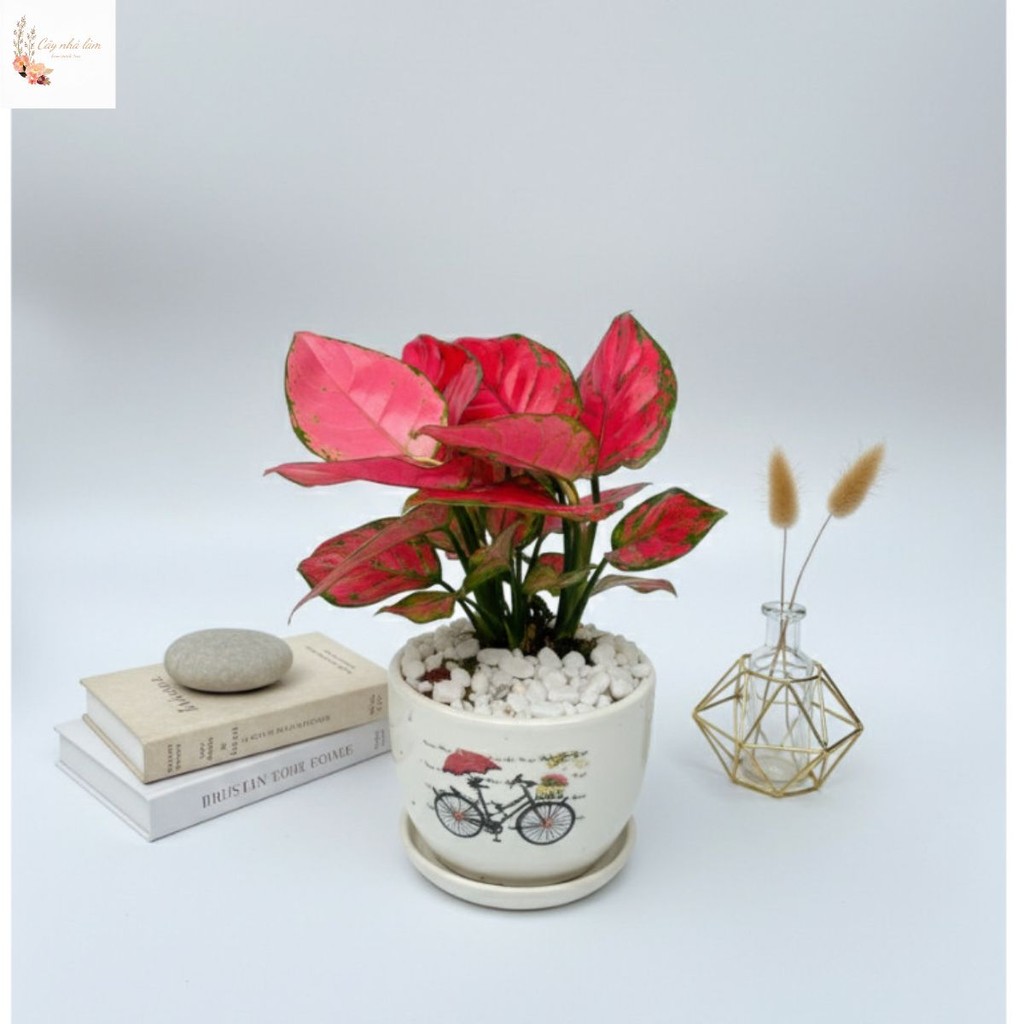 Chậu vạn lộc - vạn lộc đỏ, trồng chậu sứ phù hợp trang trí bàn làm việc, chiều cao 20cm .