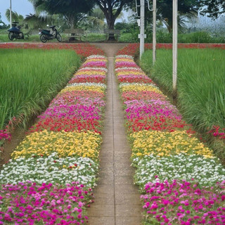 HẠT GIỐNG HOA MƯỜI GIỜ GÓI 1000 HẠT – RỰC RỠ SẮC MÀU CHO KHU VƯỜN NHÀ BẠN