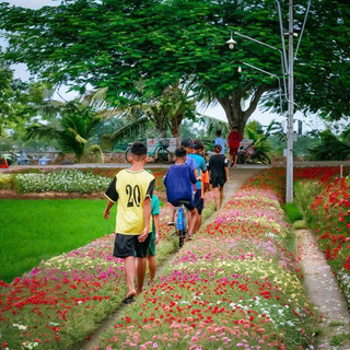 HẠT GIỐNG HOA MƯỜI GIỜ GÓI 1000 HẠT – RỰC RỠ SẮC MÀU CHO KHU VƯỜN NHÀ BẠN
