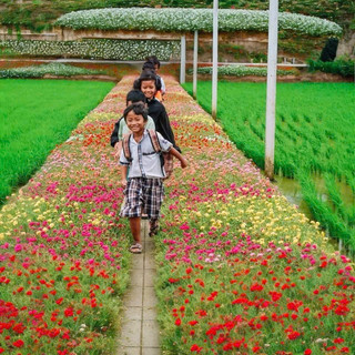 HẠT GIỐNG HOA MƯỜI GIỜ GÓI 1000 HẠT – RỰC RỠ SẮC MÀU CHO KHU VƯỜN NHÀ BẠN
