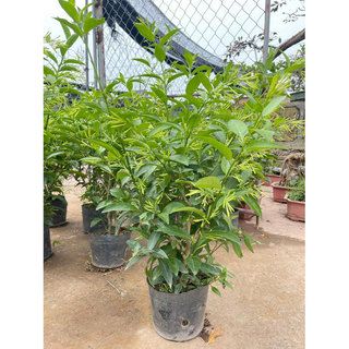 Cây dạ hương, Trang trí sân vườn cảnh quan, mang lại bình an may mắn Chiều cao 30cm