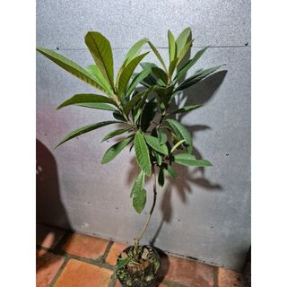 cây nhót Nhật