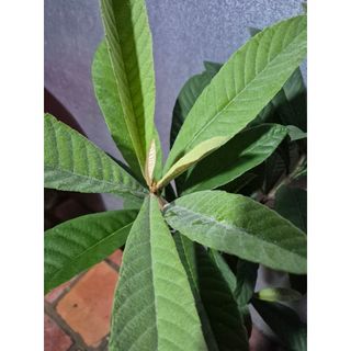cây nhót Nhật