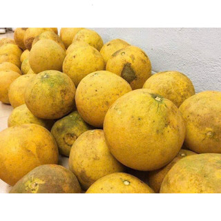 Bưởi diễn nhà trồng quả 1kg