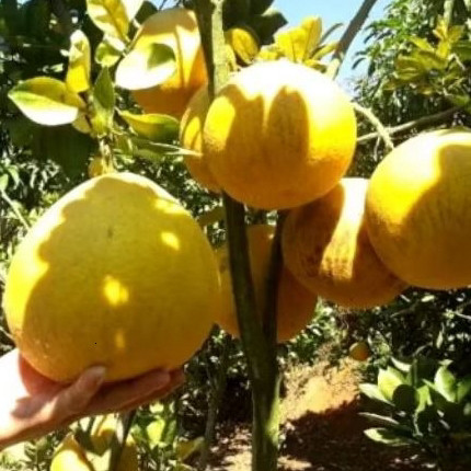 Combo 10 Quả Bưởi diễn nhà trồng ngon ngọt