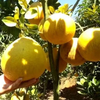 Combo 10 Quả Bưởi diễn nhà trồng ngon ngọt