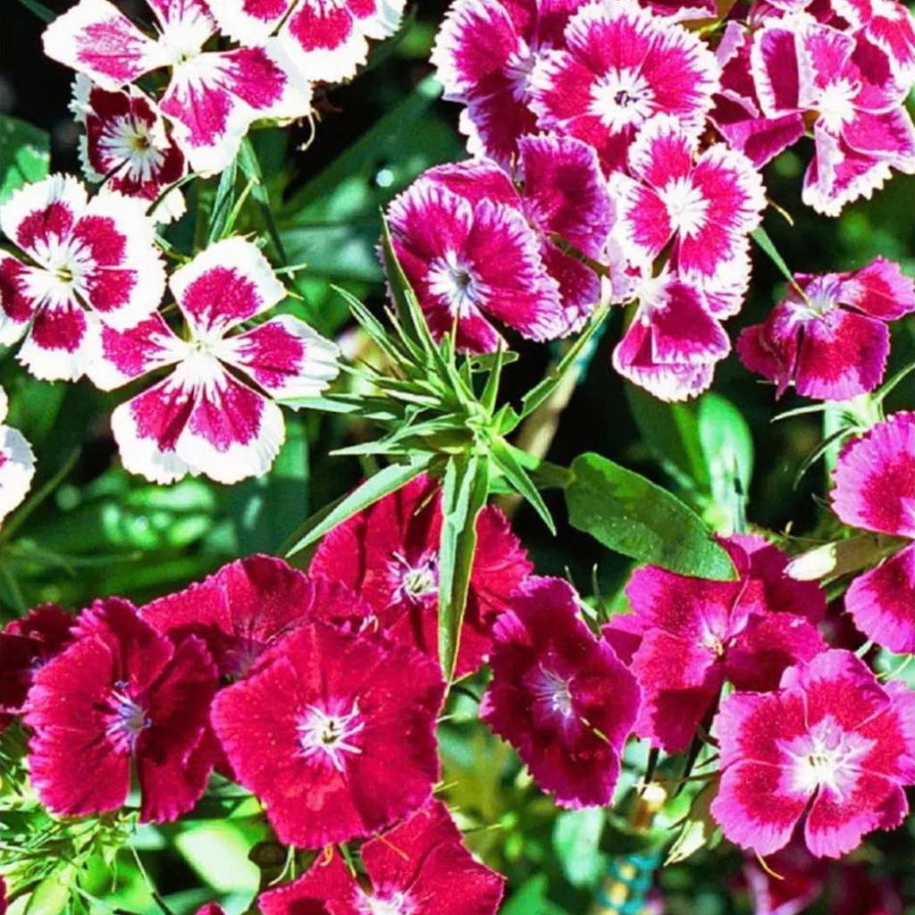 HẠT GIỐNG HOA CẨM CHƯỚNG KÉP mix đủ màu sắc: đỏ, hồng, cam, tím, trắng