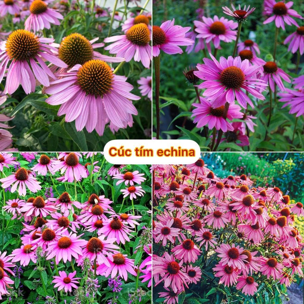 Hạt giống hoa cúc Tím Echina rất dễ trồng