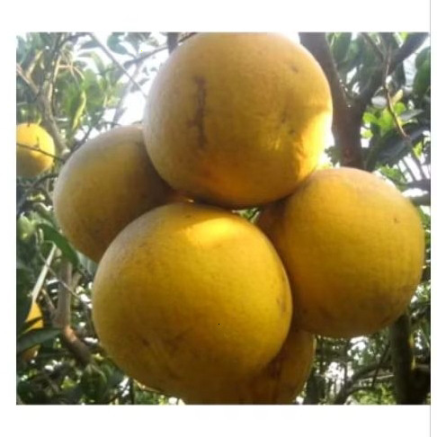 Combo 20 quả bưởi diễn nhà trồng lâu năm ngọt mát