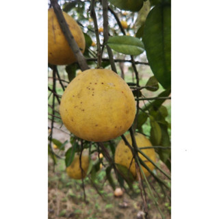 bưởi diễn quả dài0.8-1kg