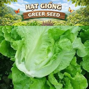 Hạt Giống Xà Lách ITALY Hạt giống được chọn lọc kĩ lưỡng F1 khả năng nảy nầm đều khỏe