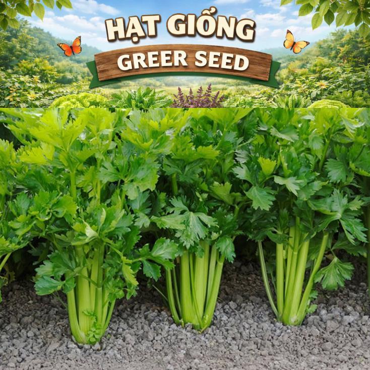 Hạt giống Cần Tây ITALY gói 5gram hàng công ty Hạt giống được chọn lọc kĩ lưỡng F1 khả năng nảy nầm 