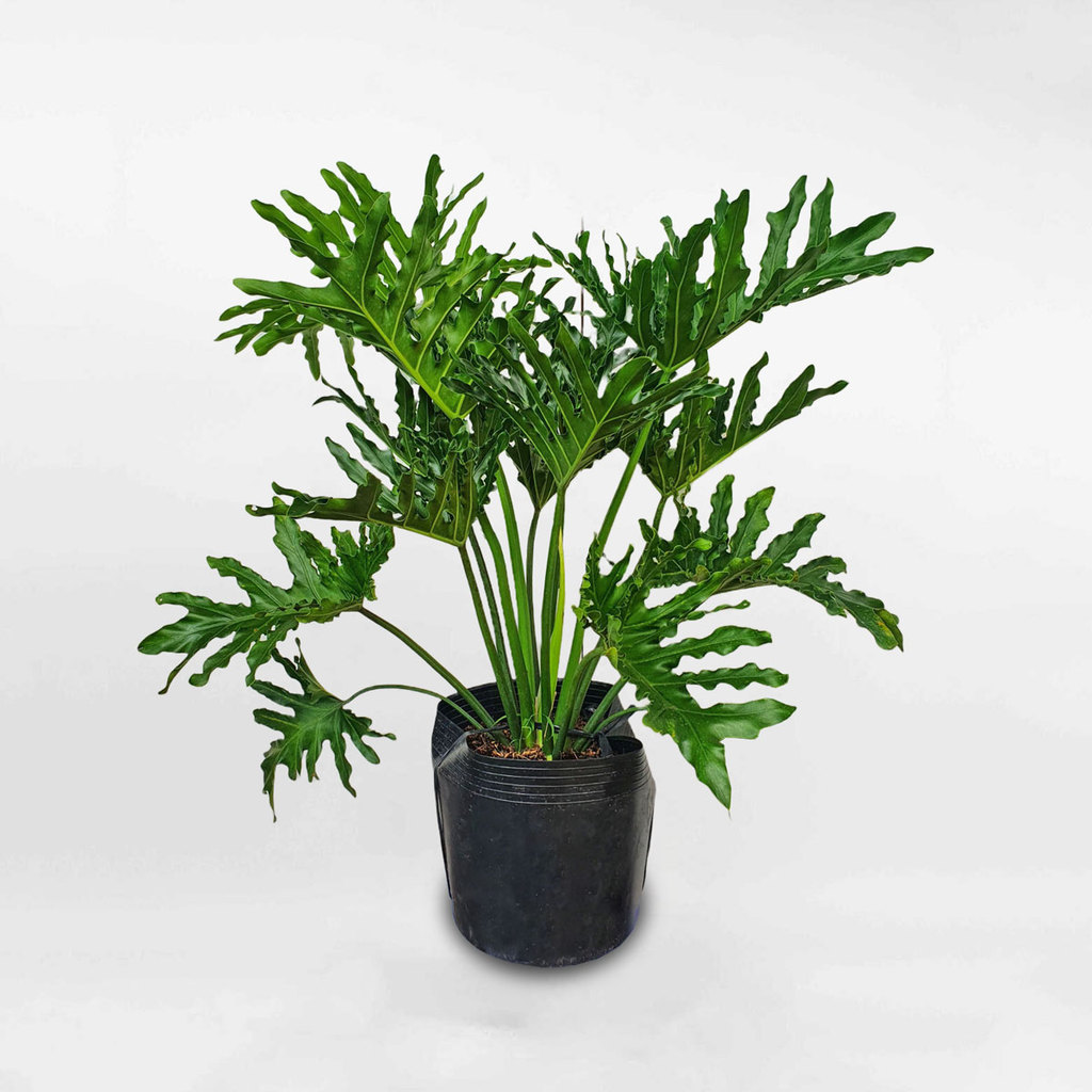 Chậu cây Trầu bà Thanh Xuân (trầu bà tay Phật),  Cao 55-65cm Trang trí nhà văn phòng