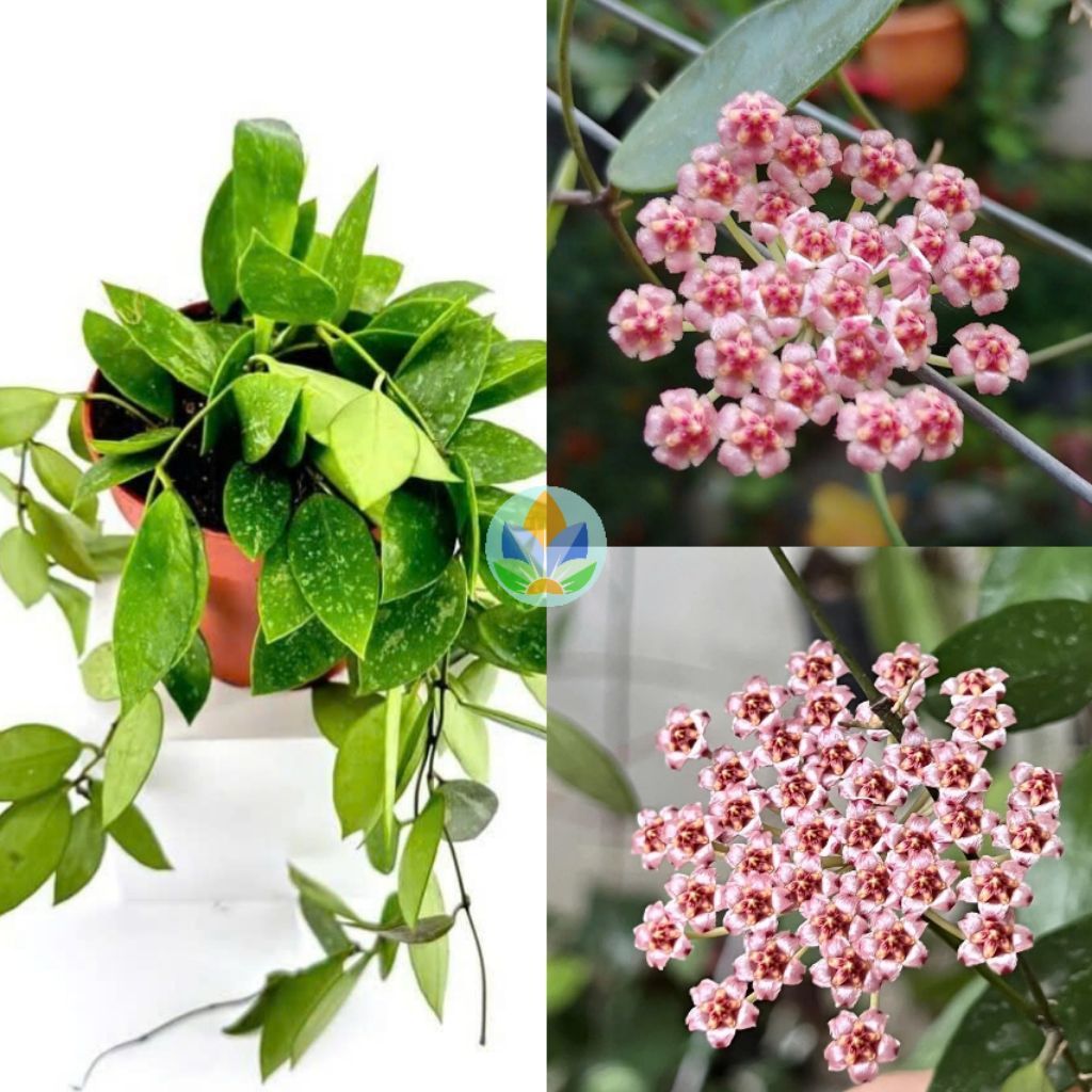 Chậu cây cẩm cù Hoya Memoria