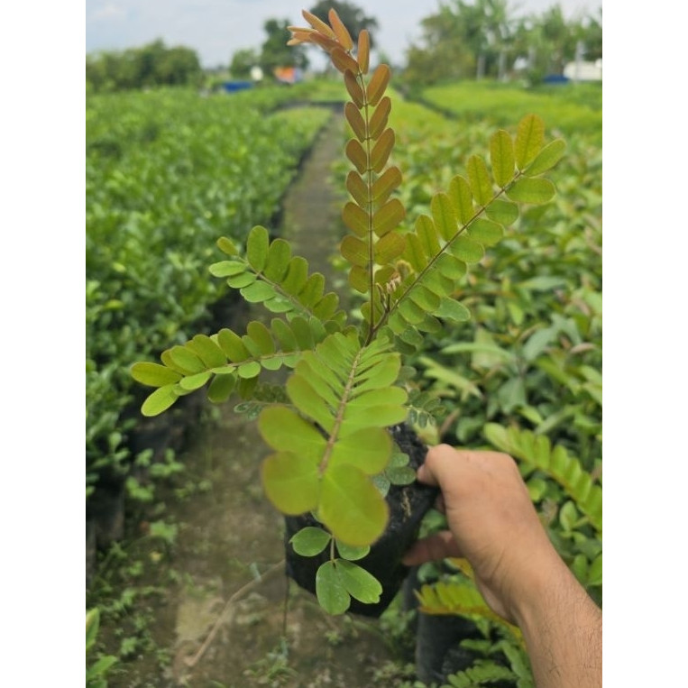 Ô Môi bầu lớn trên 6 tháng cao từ 20cm.Ra hoa. rất đẹp anh chị mua nhiều giảm giá