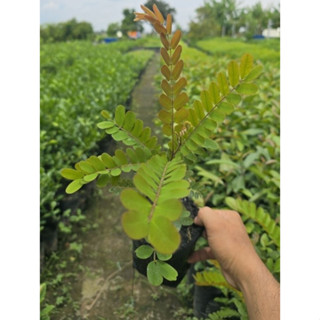 Ô Môi bầu lớn trên 6 tháng cao từ 20cm.Ra hoa. rất đẹp anh chị mua nhiều giảm giá