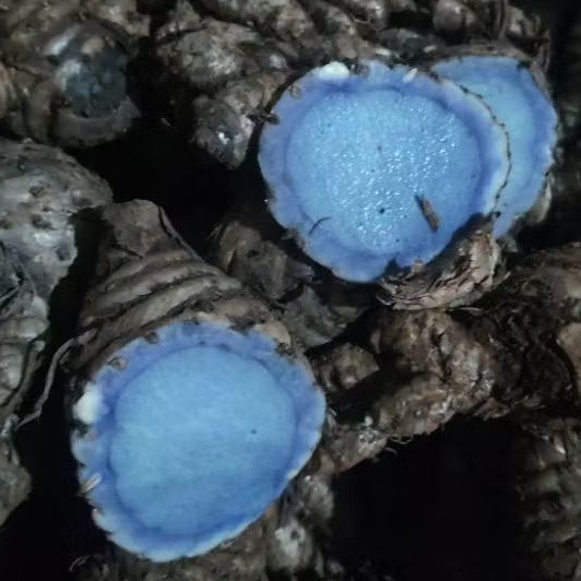 1 kg củ nghệ đen tươi Đắk Lắk - Hàng tự nhiên