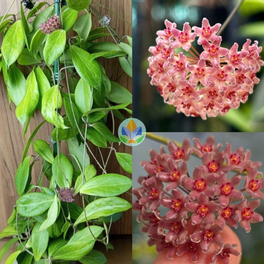 Cẩm cù Hoya Camphorifolia hoa thơm