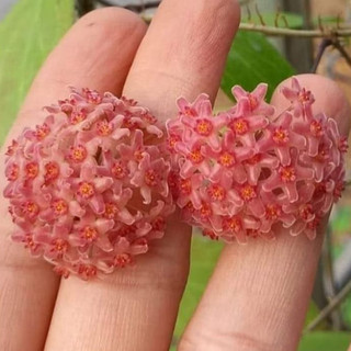 Cẩm cù Hoya Camphorifolia hoa thơm