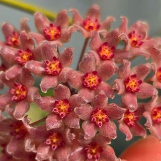 Cẩm cù Hoya Camphorifolia hoa thơm